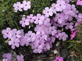 Phlox cv. 'Les Ponts de Ce'